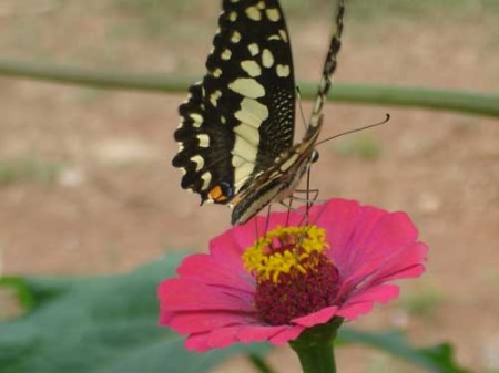 schmetterling